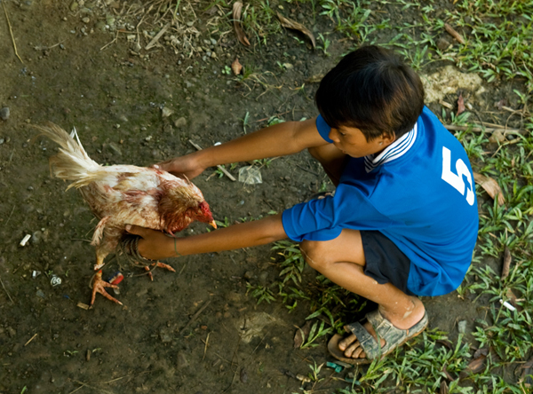 Rooster fight (El Nido)