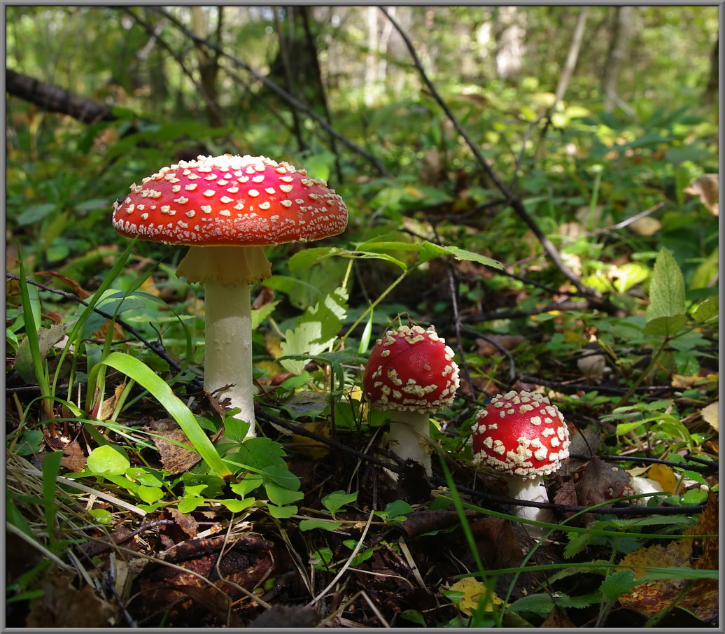 Amanita muscaria