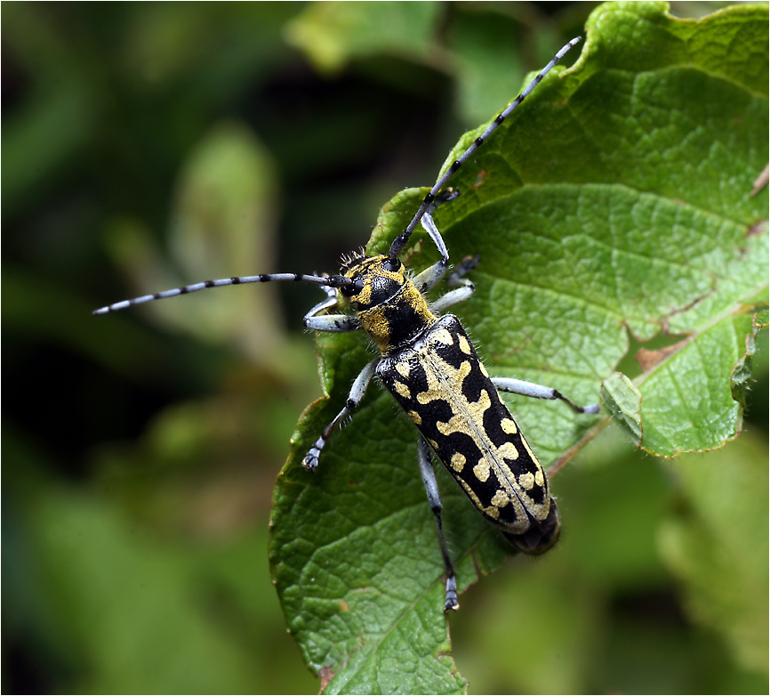 Saperda scalaris - Скрипун мраморный.