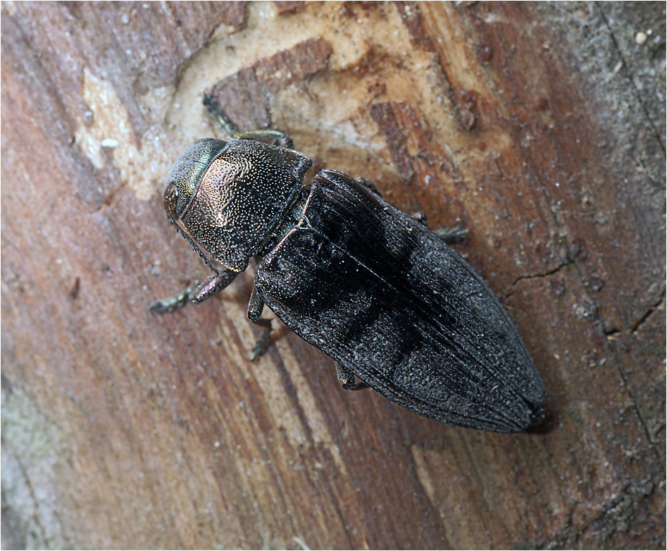 Buprestis haemorrhoidalis - Златка тёмнохвойная.