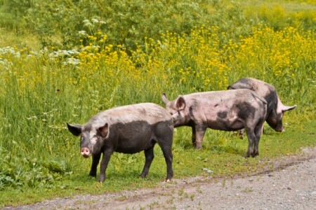 Три поросенка