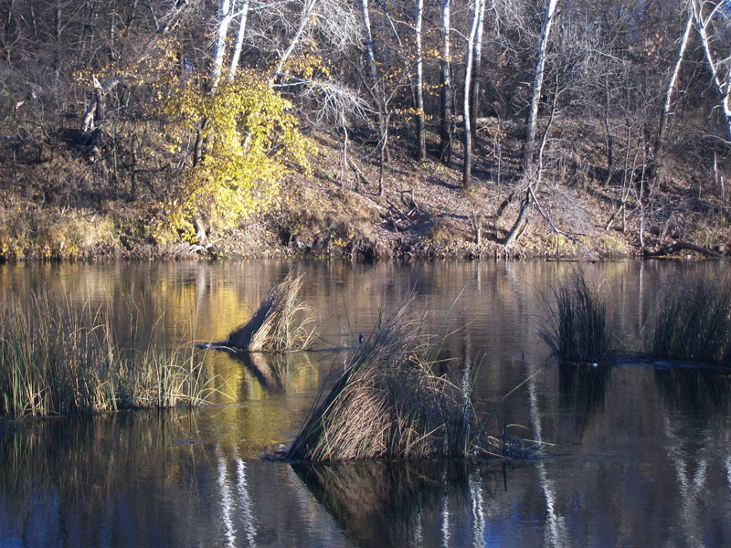 Береза