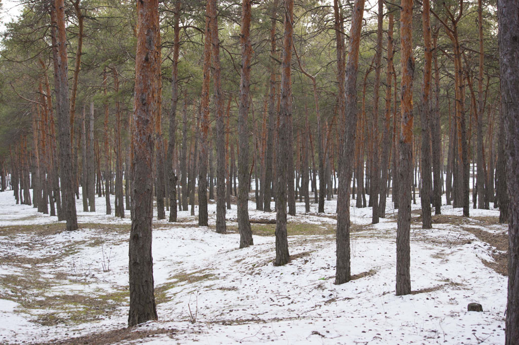 Зимний лес