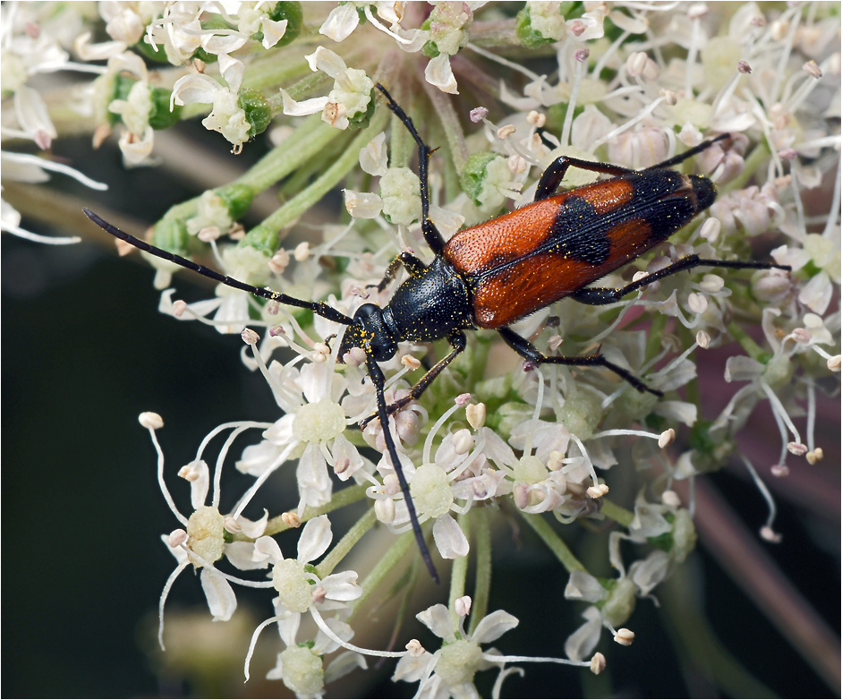 Stenurella bifasciata - Лептура перевязанная.