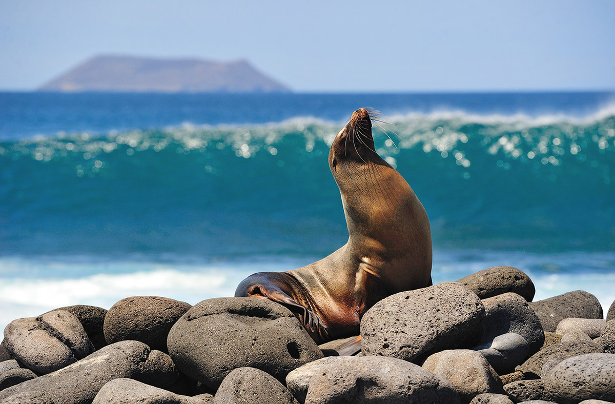 Bienvenido Galapagos!