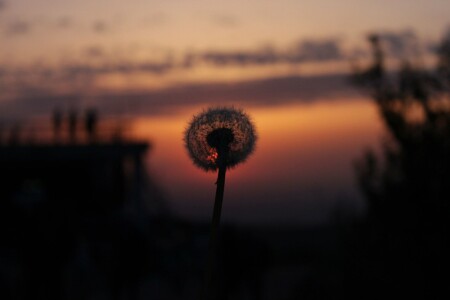 Вечерний одуван