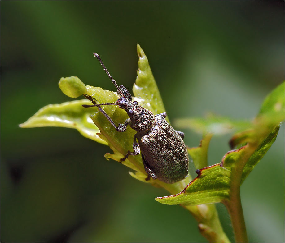 Phyllobius pomaceus - Долгоносик крапивный.