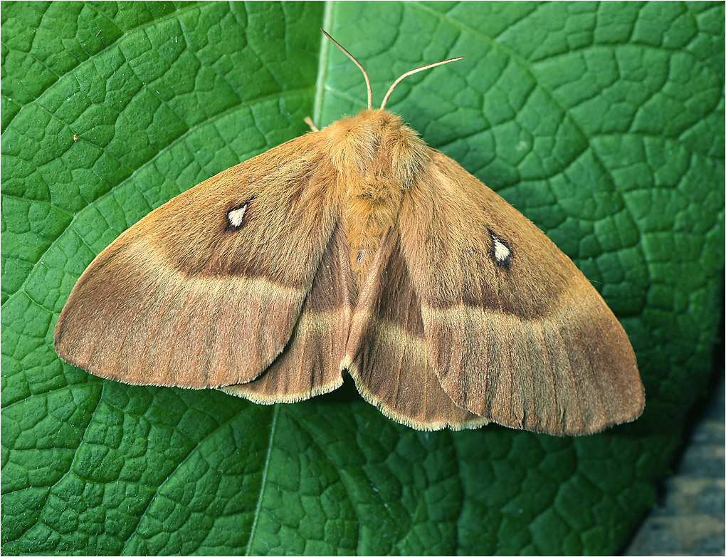 Lasiocampa quercus - Коконопряд дубовый.