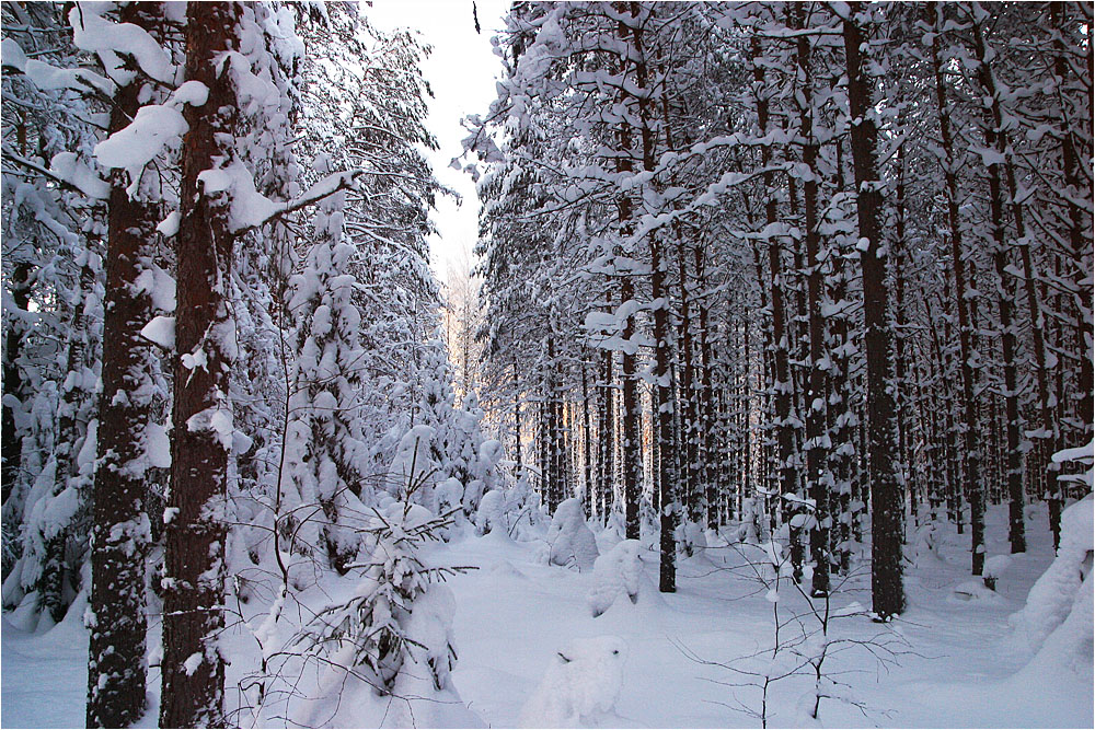 Весенний лес