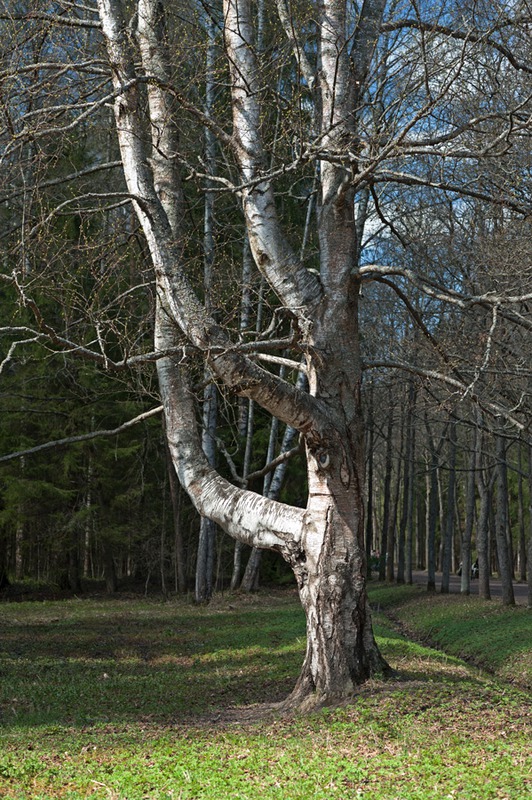 Старая берёза