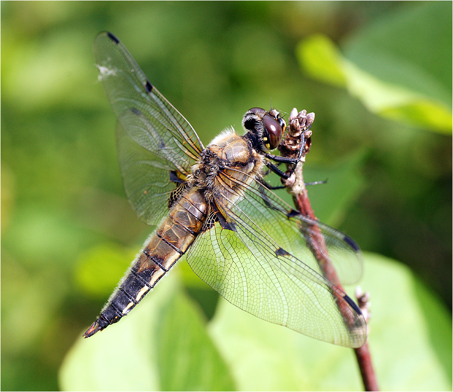 Libellula fulva - Стрекоза рыжая.