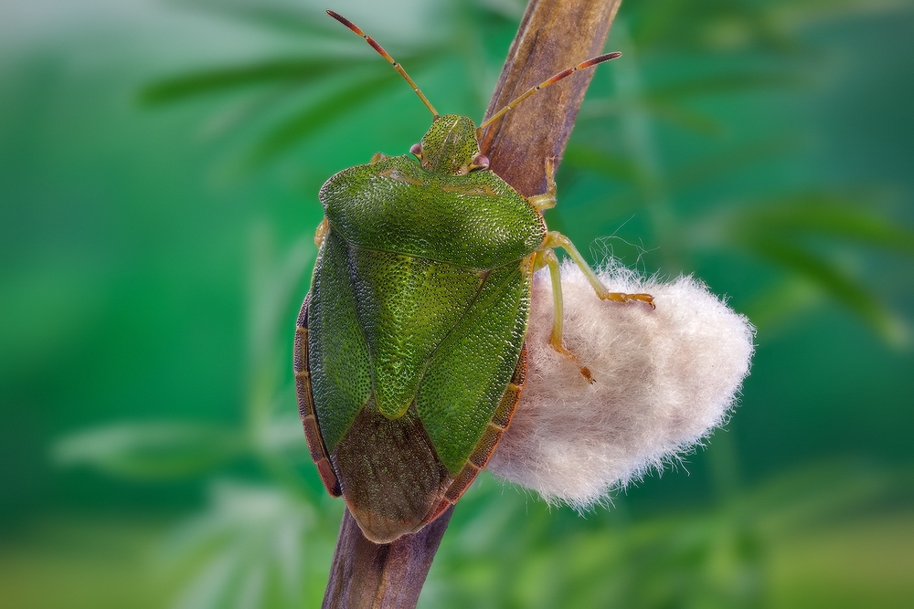 Щитник зелёный (Palomena prasina)