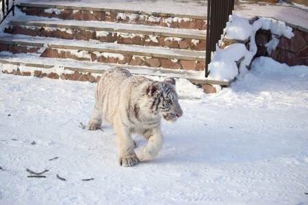 Любопытный тигра
