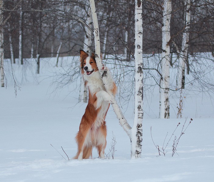 Бордер-колли