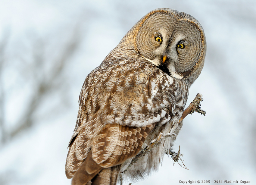 Great Grey Owl