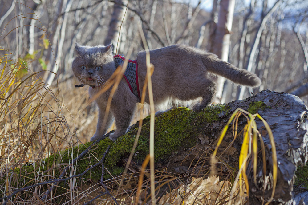 Ёшкин кот!!!