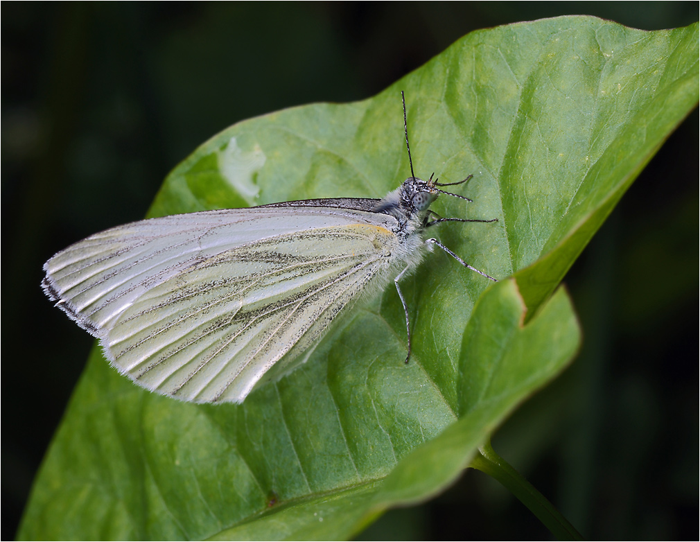 Pieris napi - Белянка брюквенная.