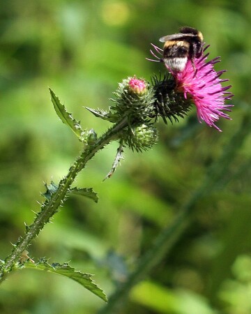 Чертополох 1