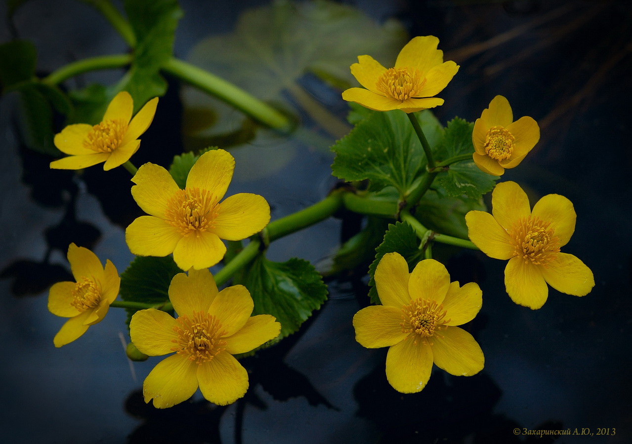 Золотые глаза весны (Калужница болотная - Caltha palustris)