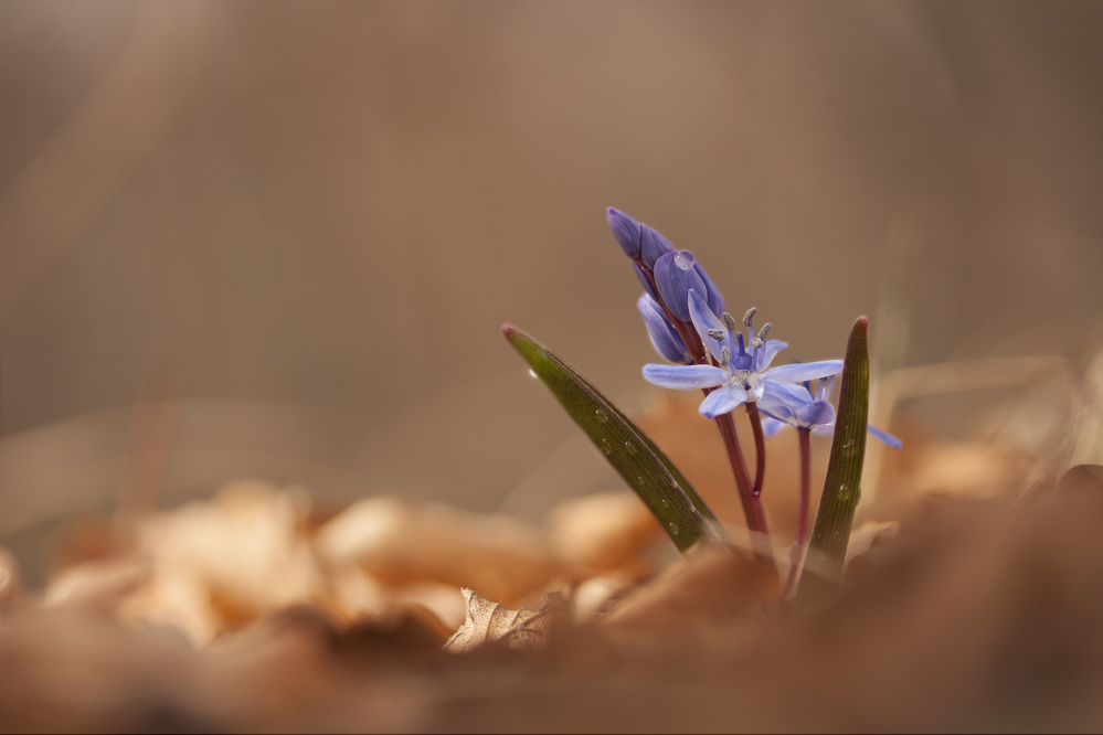 Scilla bifolia