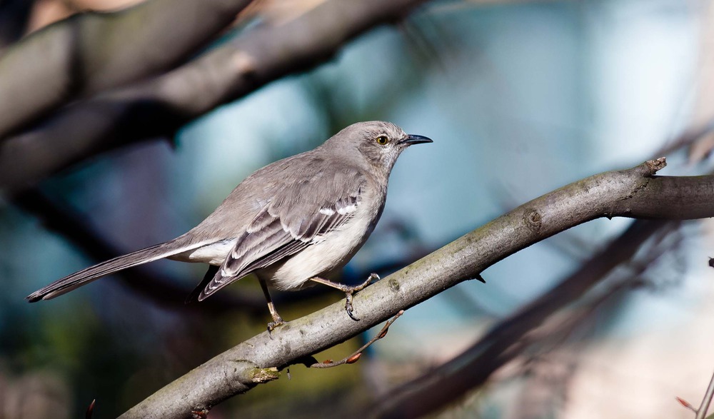 Акадская мухоловка (Empidonax virescens)