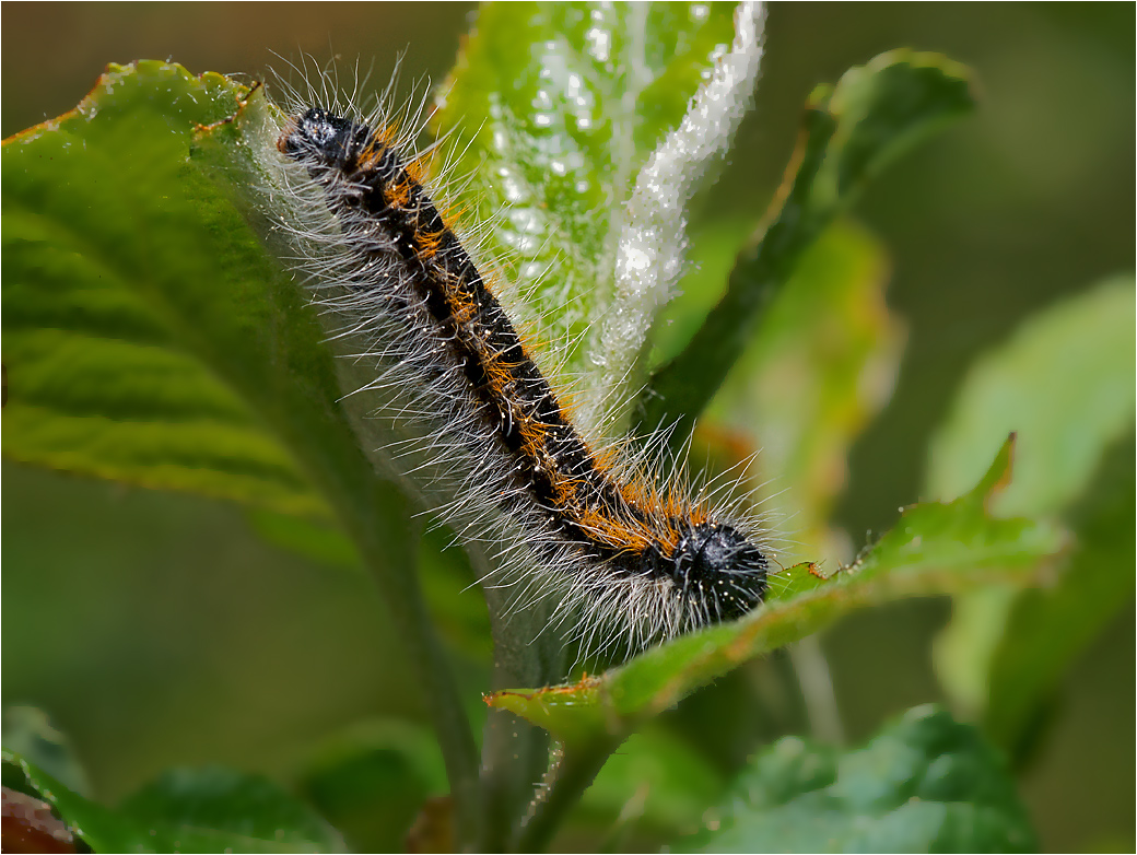 Phalera bucephala - Лунка серебристая