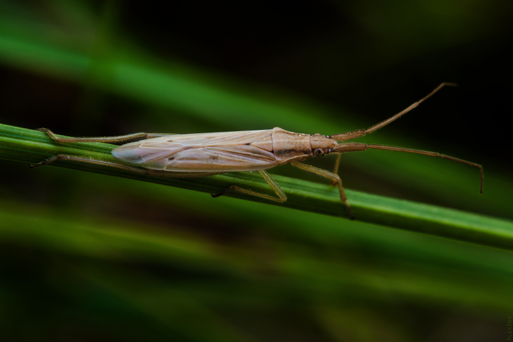 Stenodema laevigata