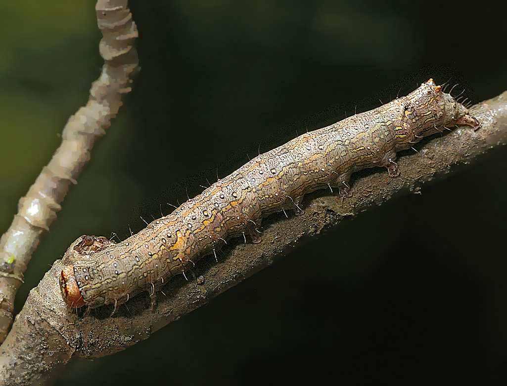 Allophyes oxyacanthae - Совка боярышниковая.