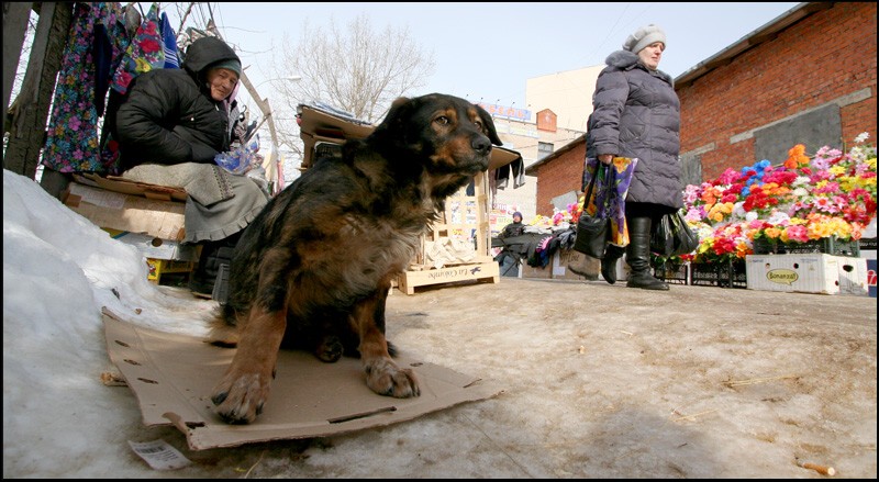 Условный рефлекс