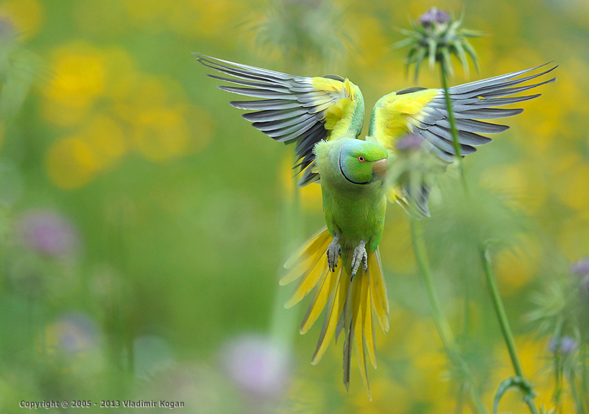 Rose-ringed Parakeet: портрет попугая