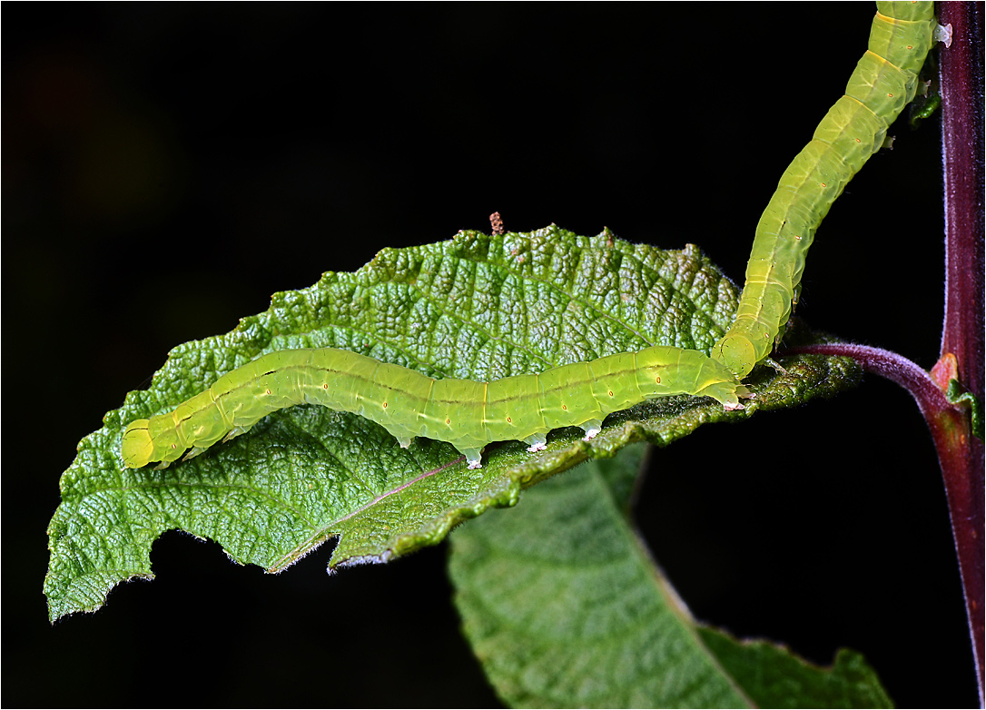 Scoliopteryx libatrix - Ленточница зубчатая.