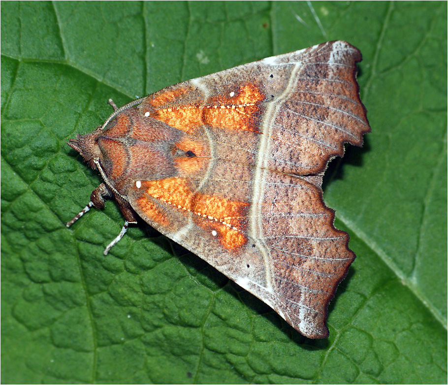 Scoliopteryx libatrix - Совка Ленточница зубчатая