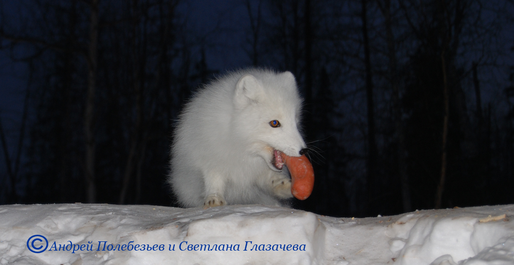 Песца угостили -1