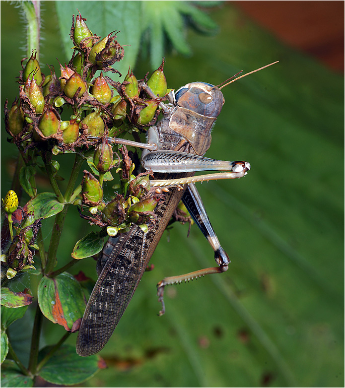 Locusta migratoria - Азиатская перелётная саранча.