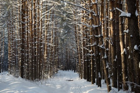 зимний лес
