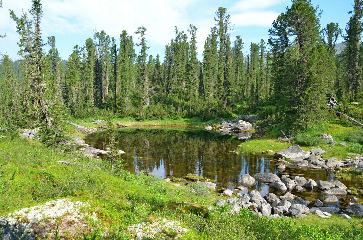 Лесное озеро