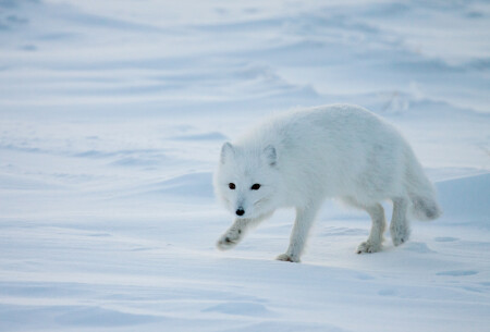 Просто &amp;quot;писец&amp;quot; или полярная лисица.