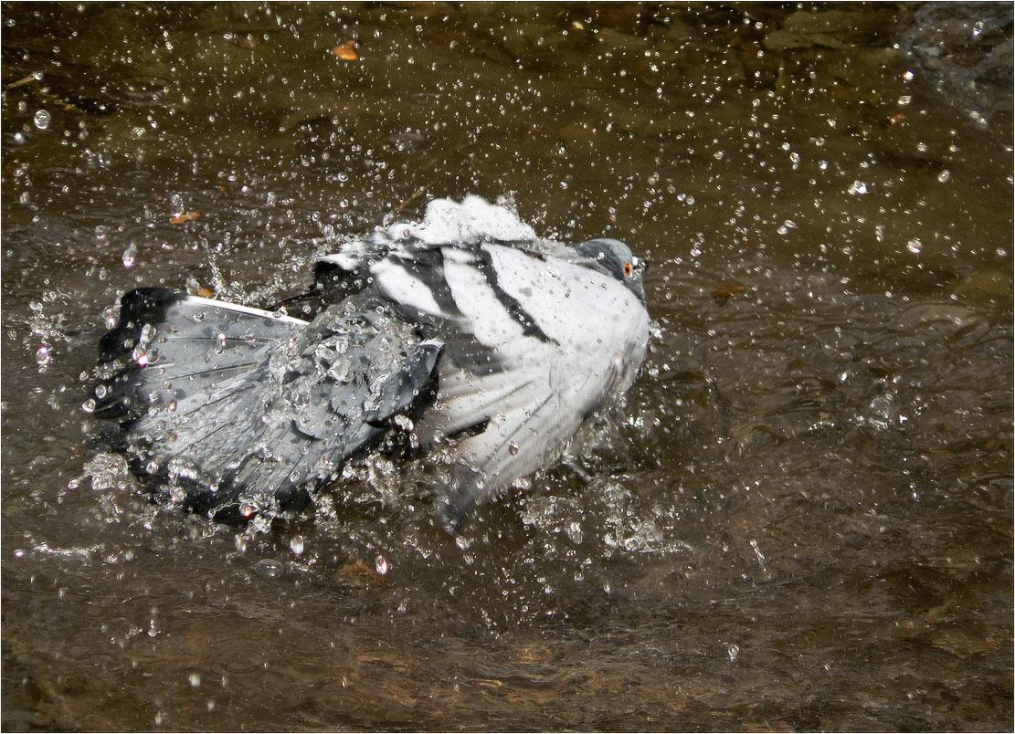 Водяной