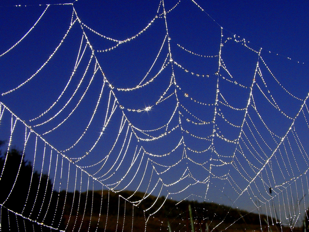 spider beads