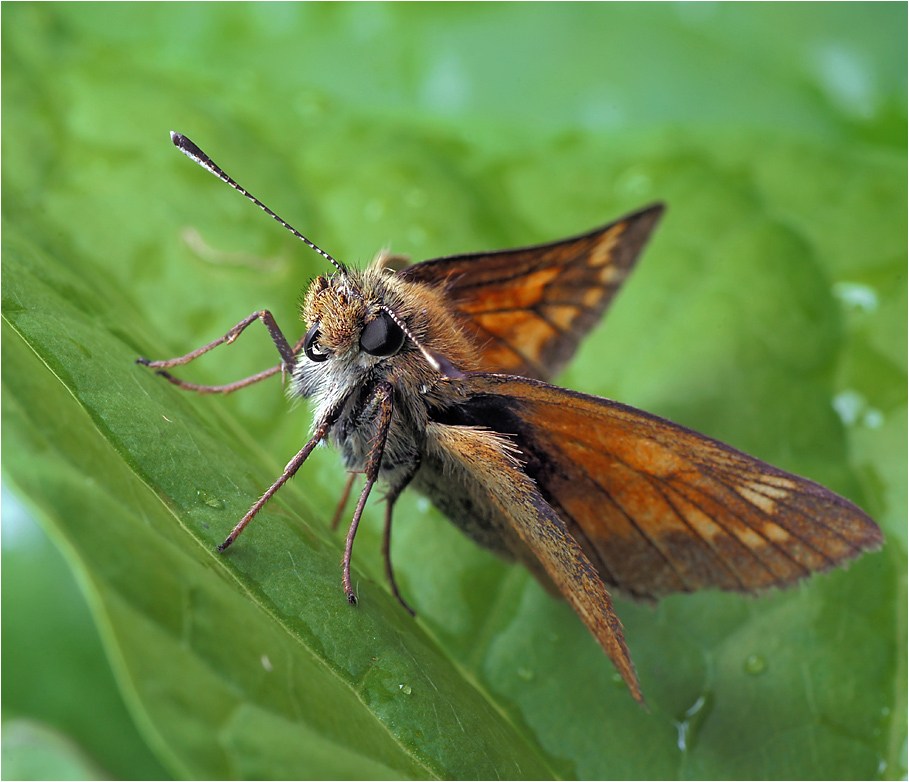 Ochlodes sylvanus - Толстоголовка лесная