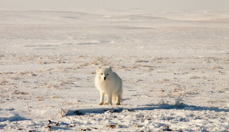 Лисичка (полярная)