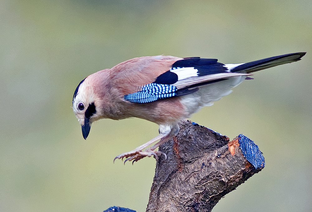 Eurasian Jay. Приземление.