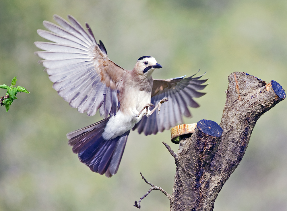 Eurasian Jay. Вот такой я большой и страшный.