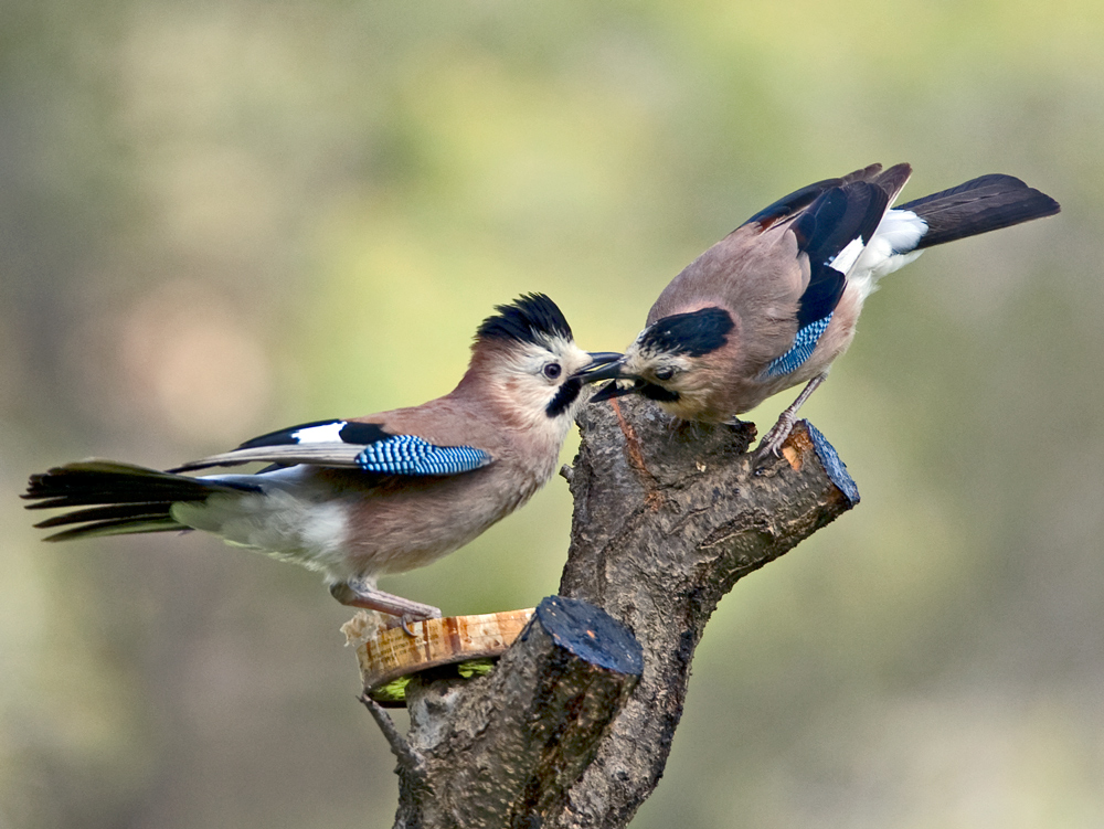 Eurasian Jay. На ушко по секрету...