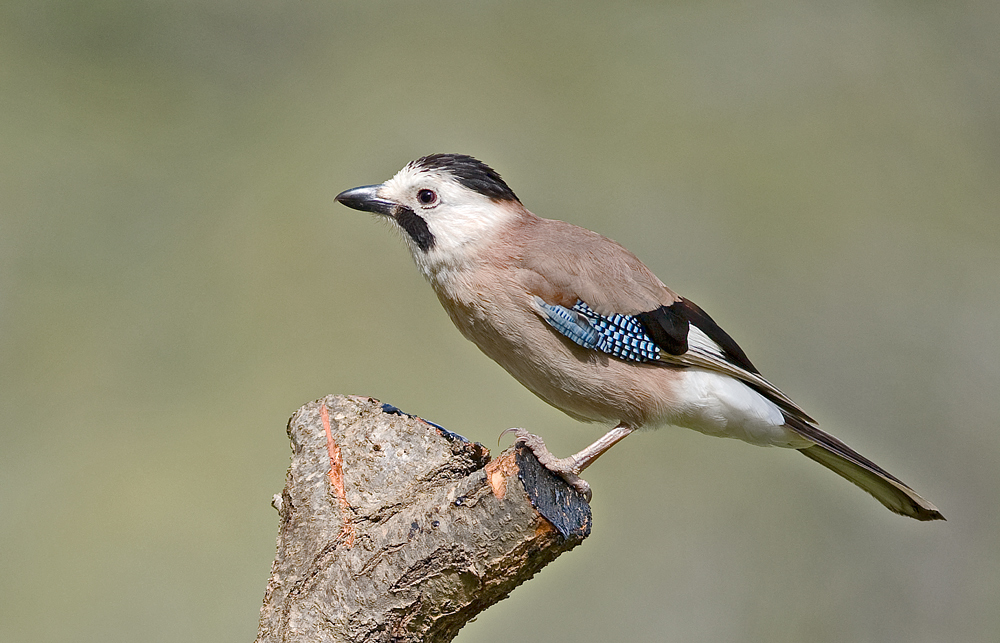 Eurasian Jay или просто Сойка. Портрет для определителя