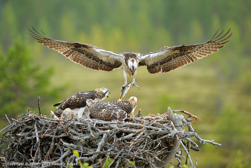 Osprey: Папа принес рыбку