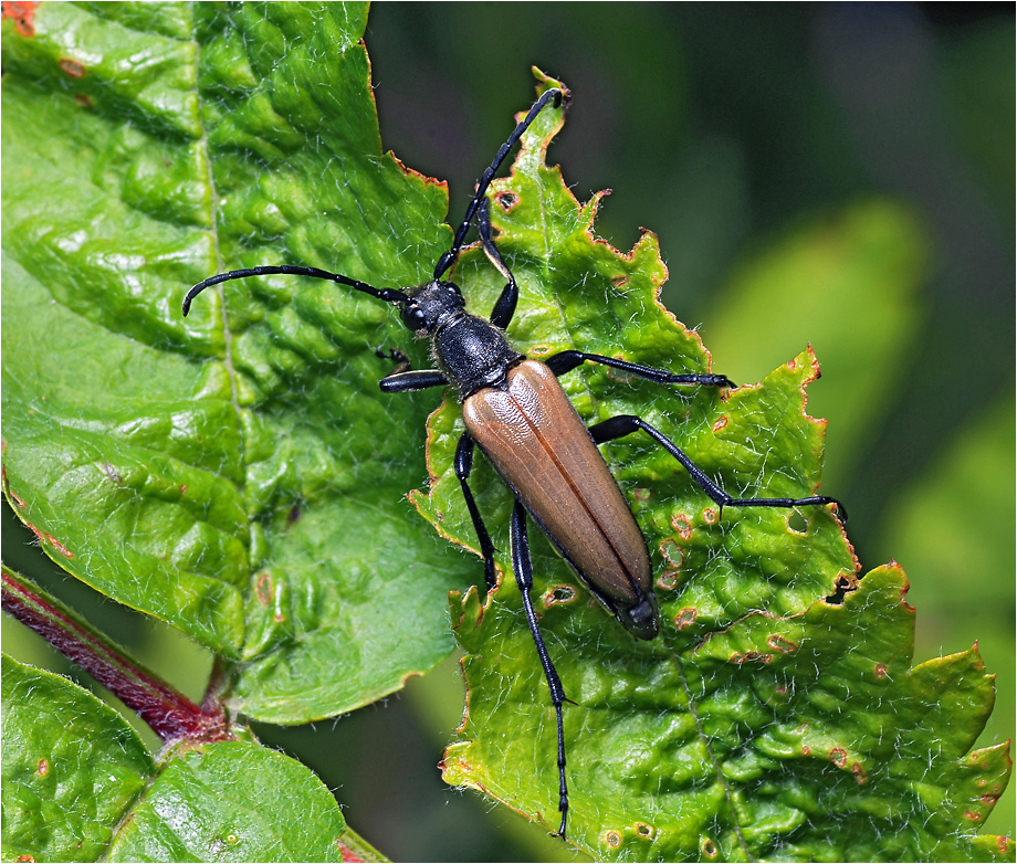 Lepturalia nigripes - Усач черноногий.