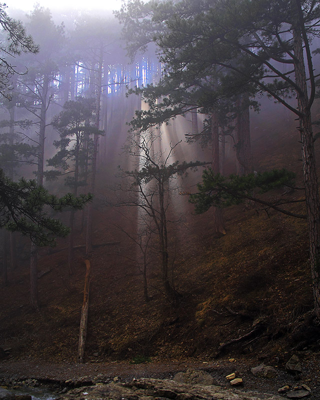 Пробъется солнца луч