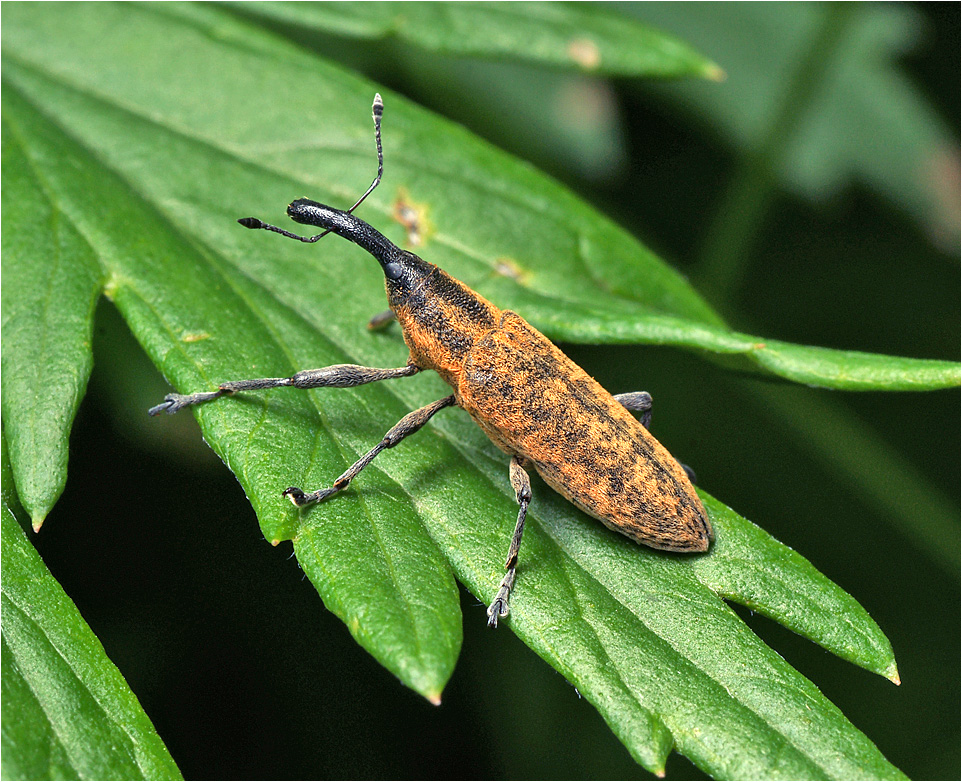 Lixus fasciculatus - Фрачник перевязанный.