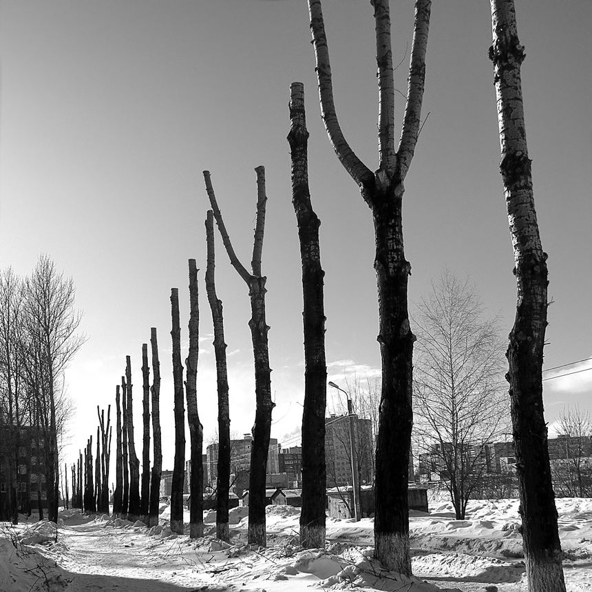 Деревья в городе